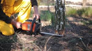 How Our Tree Care Process Works  in  Mont Clare, PA
