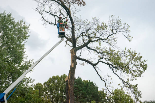 Professional Tree Care in Mont Clare, PA